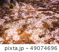 Pink cherry blossom petal falling on the ground 49074696