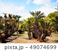 Palm tree in the garden at Korakuen park 49074699