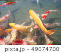 Colorful of carp fish in pond at Korakuen park 49074700