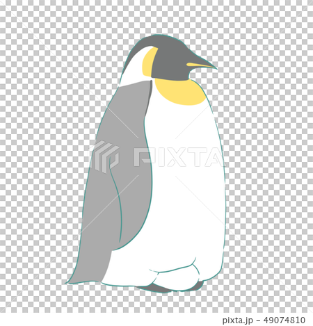 コウテイペンギン コウテイペンギン 49074810