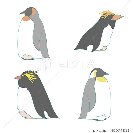 ペンギン4種のイラスト素材