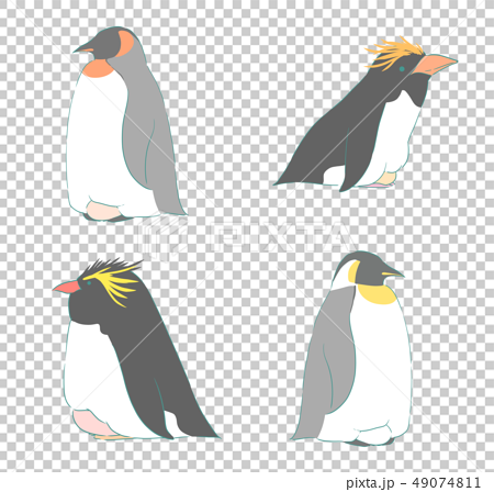 ペンギン4種のイラスト素材 49074811 Pixta