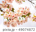 Beautiful cherry blossom (sakura) in spring season 49074872