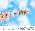 Beautiful cherry blossom (sakura) in spring season 49074873