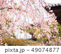 Beautiful cherry blossom (sakura) in spring season 49074877