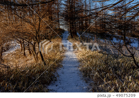 冬の山道 冬の山道 49075209