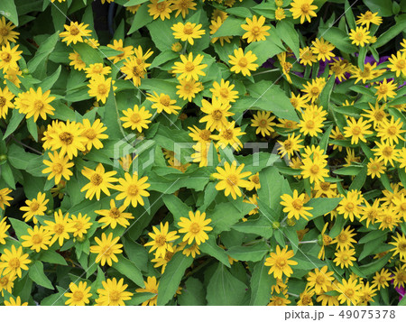 dramatic close up beautiful Little Yellow Star dramatic close up beautiful Little Yellow Star 49075378