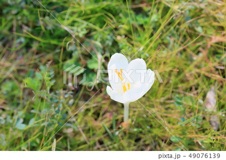 クロッカスの花 クロッカスの花 49076139