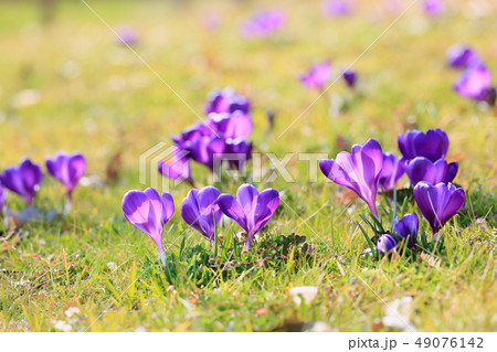 クロッカスの花 49076142