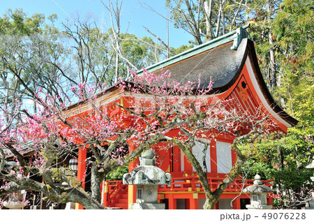 北野天満宮の紅梅 北野天満宮の紅梅 49076228