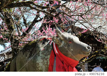 北野天満宮の牛の石像と梅 49076230