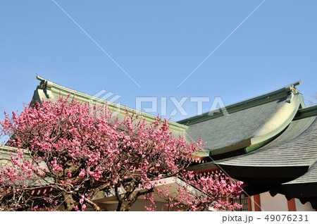 北野天満宮の宝物殿屋根と紅梅 49076231