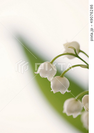 スズラン スズラン 49076286