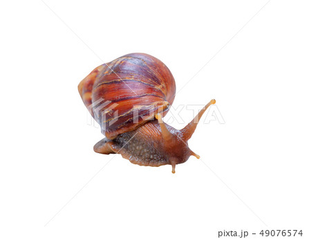 closeup snail isolated on white background closeup snail isolated on white background 49076574
