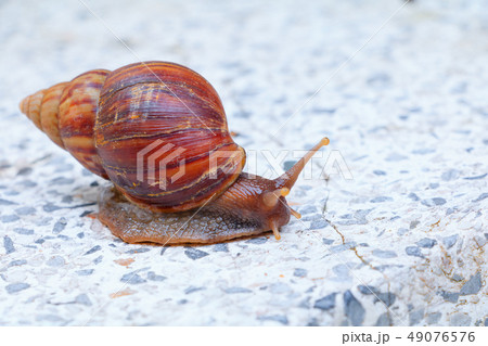 closeup snail on terrazzo floor background  49076576