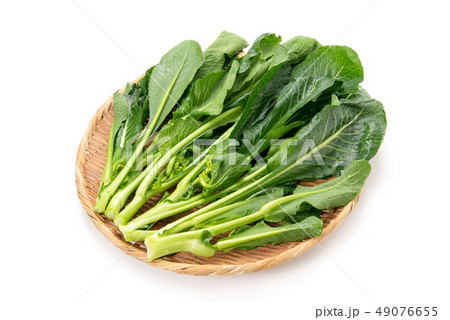 茎立菜 茎立菜 49076655