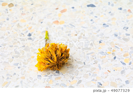 Flowers dry withered on terrazzo floor background Flowers dry withered on terrazzo floor background 49077329