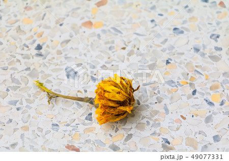 Flowers dry withered on terrazzo floor background 49077331