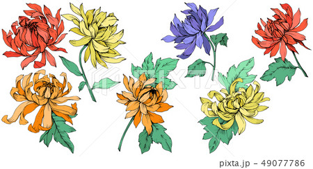 Vector Chrysanthemum floral botanical flowers. Engraved ink art. Isolated flower illustration 49077786