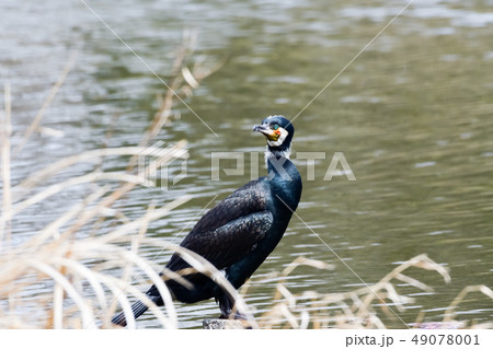 ペリカン目ウ科カワウ 49078001