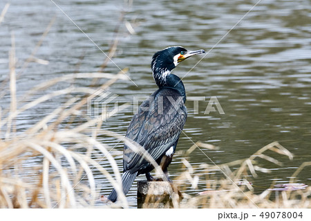 ペリカン目ウ科カワウ 49078004