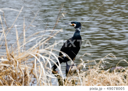 ペリカン目ウ科カワウ ペリカン目ウ科カワウ 49078005
