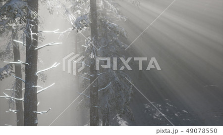 Misty Fog in Pine Forest on Mountain Slopes 49078550