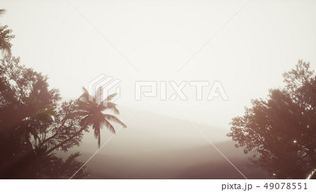 Tropical Palm Rainforest in Fog Tropical Palm Rainforest in Fog 49078551