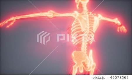 Transparent Human Body with Visible Bones 49078565