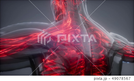Blood Vessels of Human Body 49078567