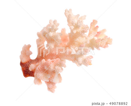 Piece of pink Coral isolated on white background 49078892