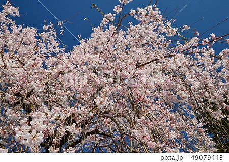 高知県仁淀川町 青空に映える山峡のしだれ桜 高知県仁淀川町 青空に映える山峡のしだれ桜 49079443