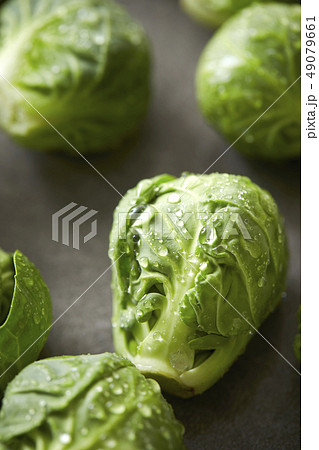 芽キャベツ グレー背景 芽キャベツ グレー背景 49079661