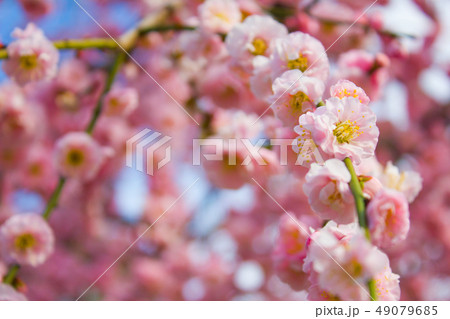 大阪城公園の梅の花 大阪城公園の梅の花 49079685