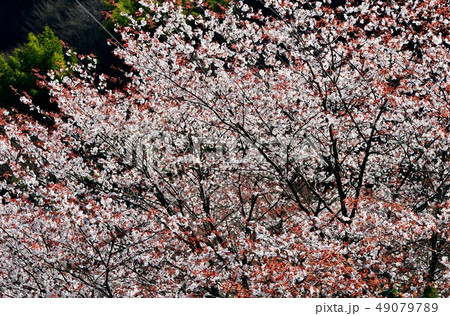 高知県仁淀川町　山峡の山肌を彩る山桜 49079789