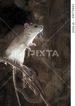 Black rat or field rat Portrait in an old 49079881