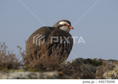 The red-legged, Alectoris rufa, resting 49079996