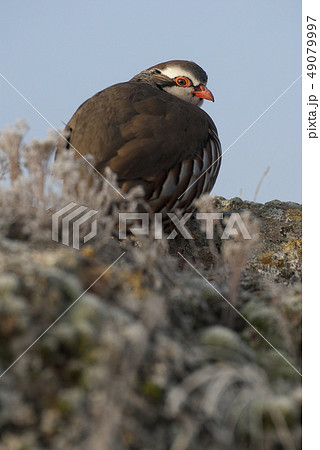 The red-legged, Alectoris rufa, resting The red-legged, Alectoris rufa, resting 49079997