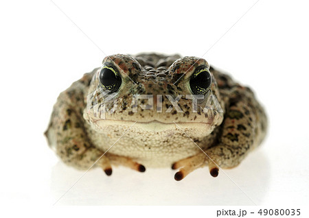 Natterjack toad (Epidalea calamita) with White Natterjack toad (Epidalea calamita) with White 49080035