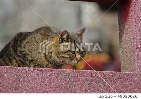 猫 猫 49080036