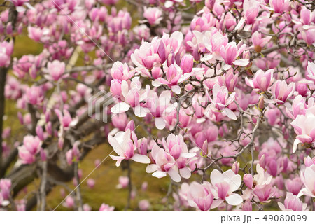 待ちわびた春 モクレンの花 待ちわびた春 モクレンの花 49080099
