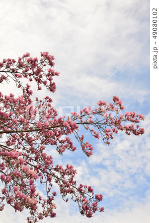 待ちわびた春　モクレンの花 49080102