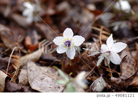 ふかや緑の王国の節分草 ふかや緑の王国の節分草 49081121