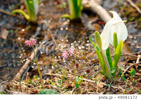 春が来た 49081172