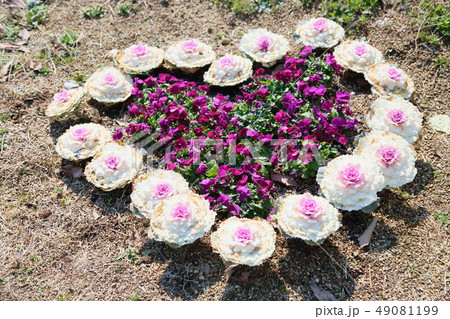 ハート型の花壇 ハート型の花壇 49081199