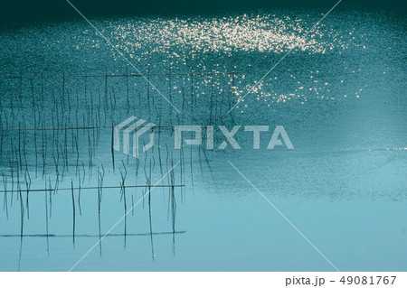 的矢湾の篊（ひび） 49081767