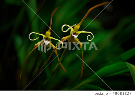 Maxillaria fractiflexa, Ecuador, Wild orchid 49081827