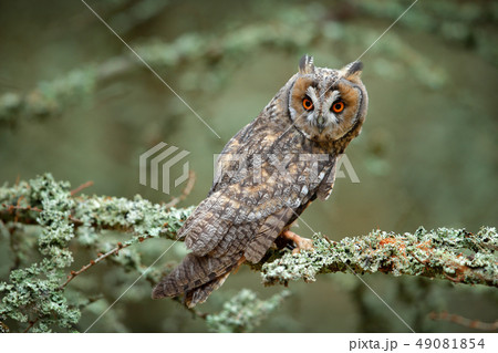 Long-eared Owl sitting on branch in larch forest Long-eared Owl sitting on branch in larch forest 49081854