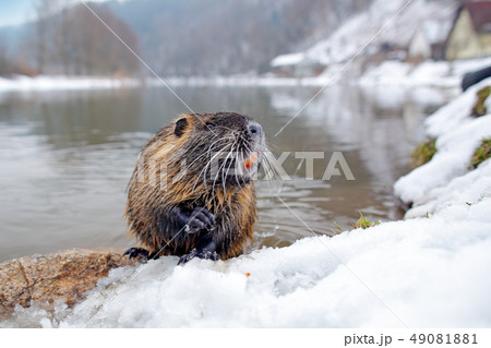 Nutria, wide angle with habitat of river 49081881