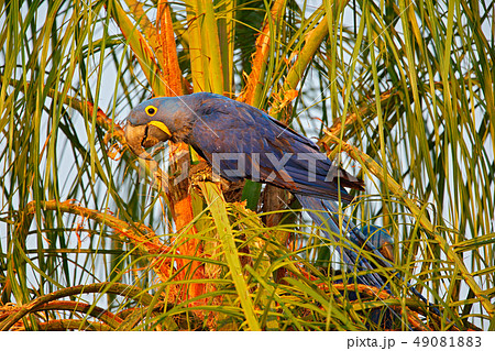 Hyacinth Macaw, portrait of big blue parrot 49081883
